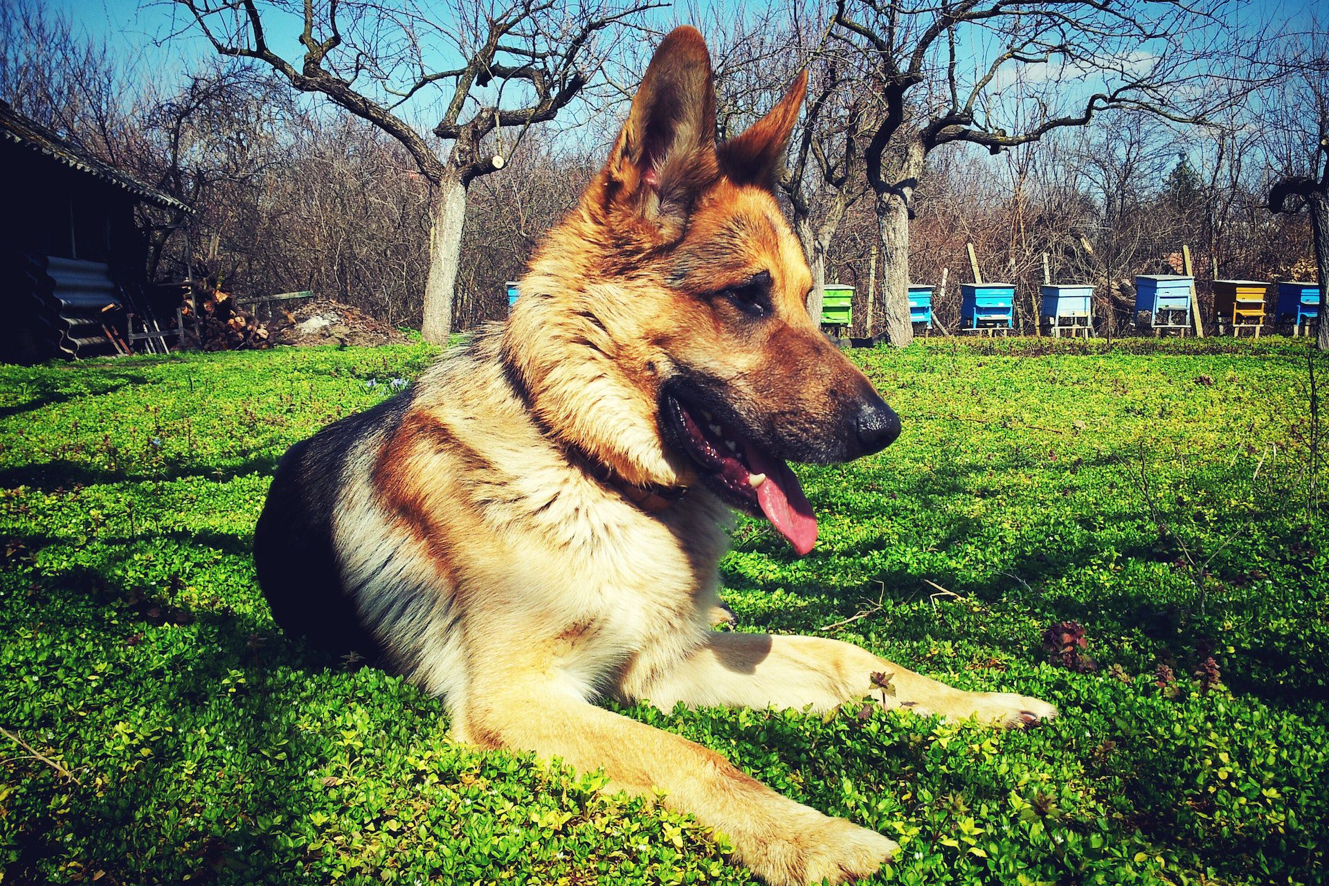 dog